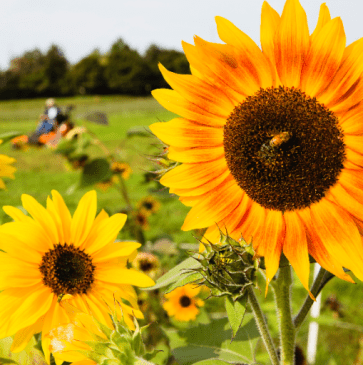 Sunflowers